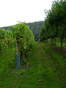 Sharpham vineyard overlookin