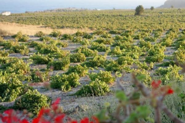 Wine tour in Santorini island and Fanari Villas